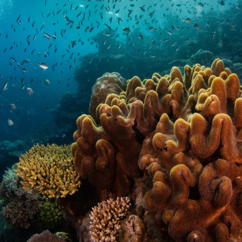 Coral Sea