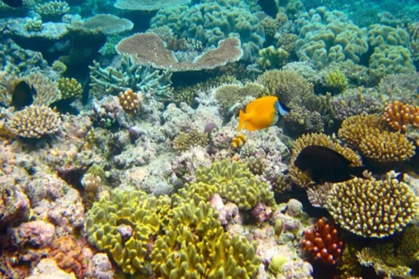Great Barrier Reef Australia