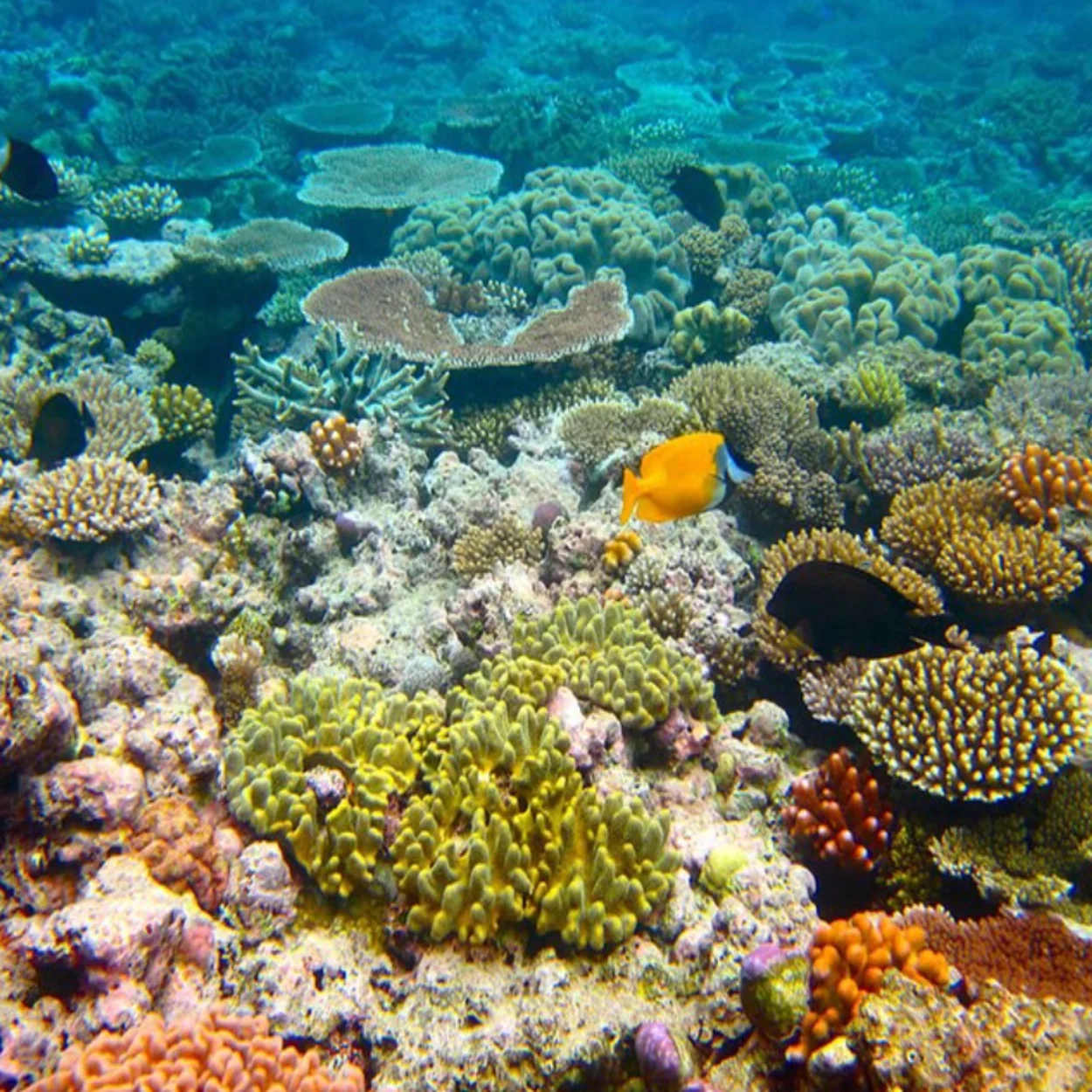Great Barrier Reef Australia
