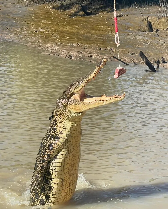 Jumping Crocodile
