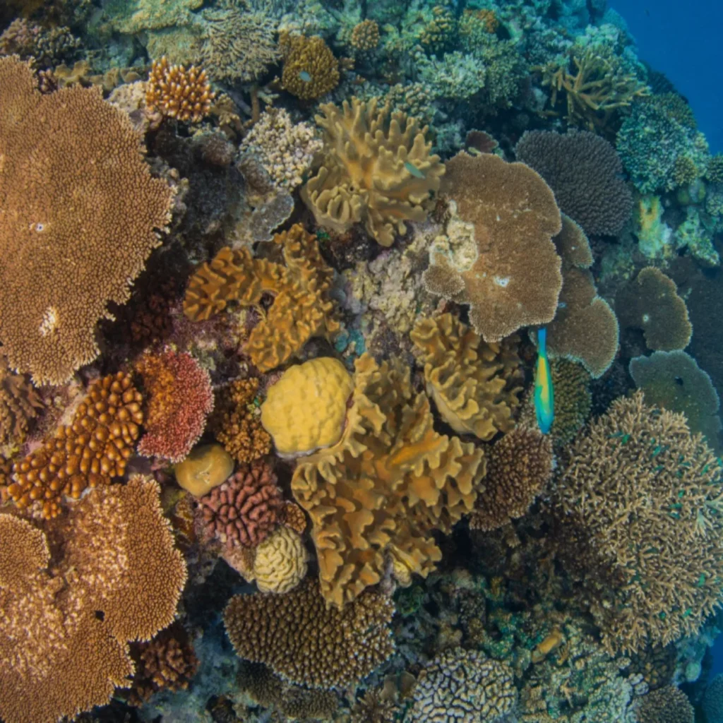 coral reef